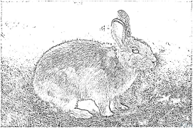 rabbit Coloring Pages To Print